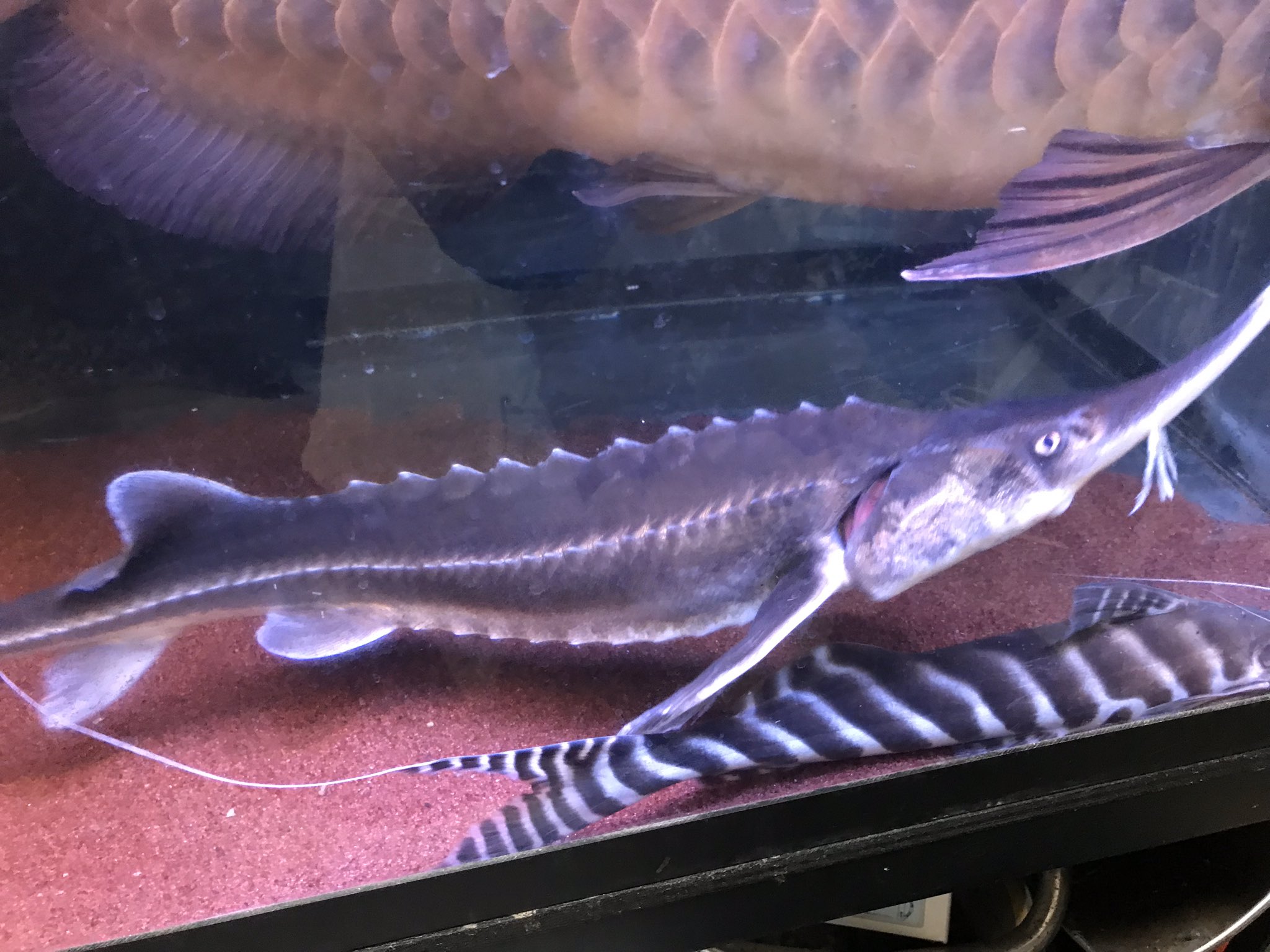 ベステルチョウザメ