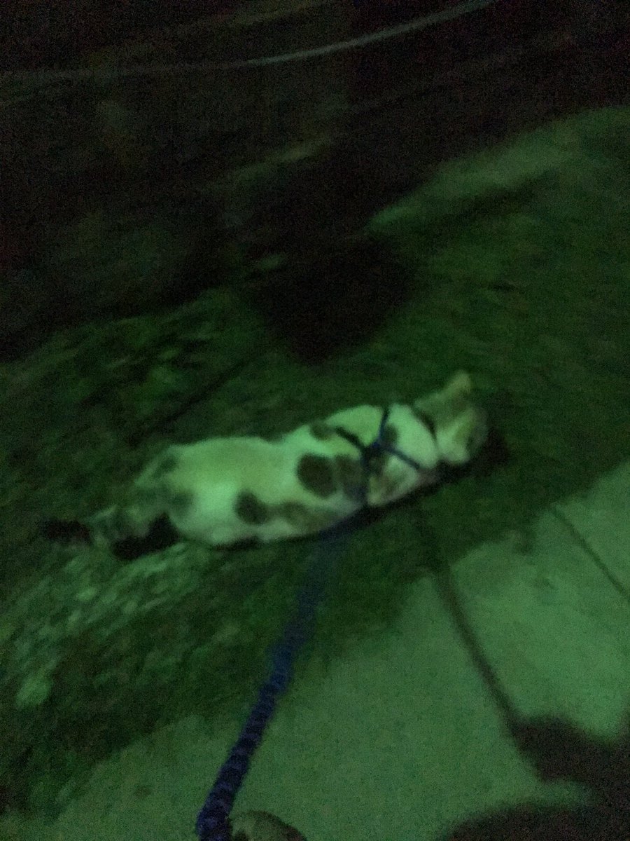 classy_sash's tweet photo. I took a nice. Nighttime stroll. https://t.co/c4cDHbdPa7