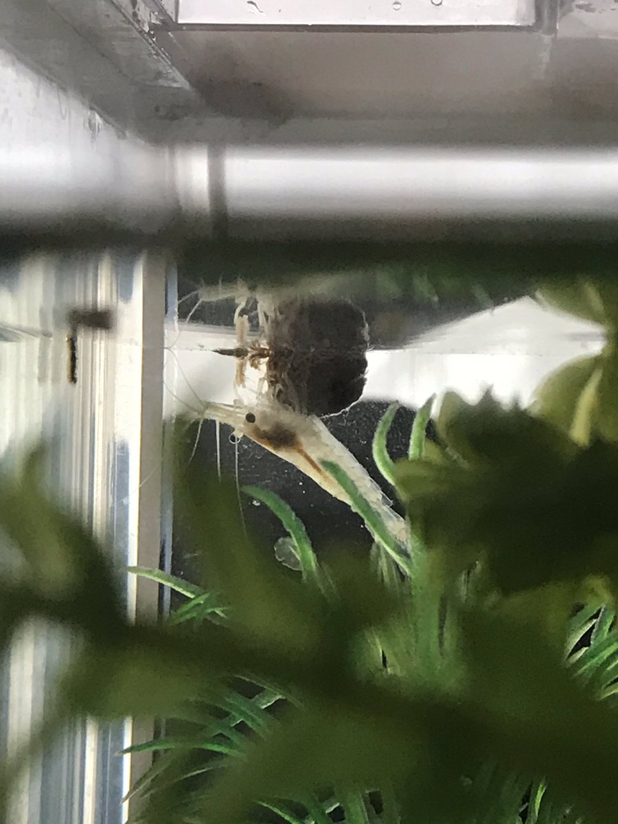 Musca Twitterissa エビ それはお前のエサではない モッツーが餌にかじりつき その口にエビが取り付いて餌を取り合うという謎現象が発生していた エビの食欲 面白いので写真撮ろうとしたらモッツーに逃げられた ミナミヌマエビ モツゴ Musca Twitterissa エビ それはお前のエサではない モッツーが餌にかじりつき その口にエビが取り付いて餌を取り合うという謎現象が発生していた エビの食欲 面白いので写真撮ろうとしたらモッツーに逃げられた ミナミヌマエビ モツゴ