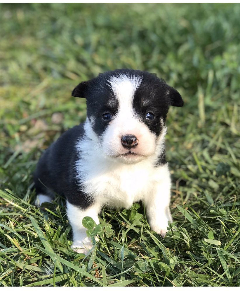 Julielkellogg's tweet photo. Penelope June, joining our family this summer!!! https://t.co/MFd0Ud8iQF