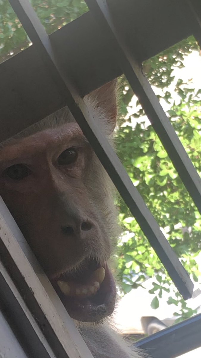 withloveJN's tweet photo. Hello friend! 🐵🍌
See you tomorrow 👋🏼
#regularvisitor https://t.co/hDKpfRNflx