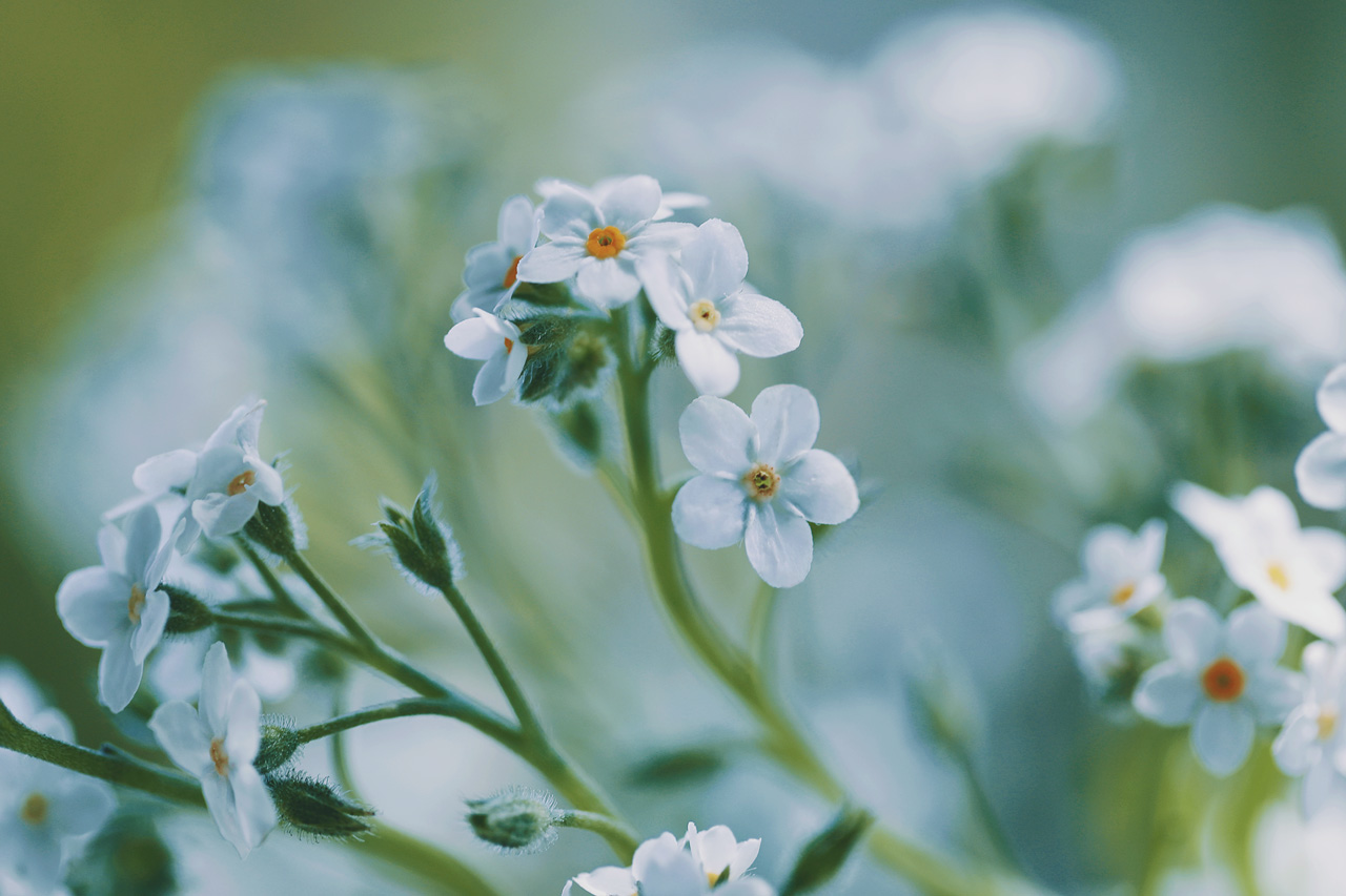 Neo Himeism 白い勿忘草 ワスレナグサ T Co G6ehvmpod6 Twitter