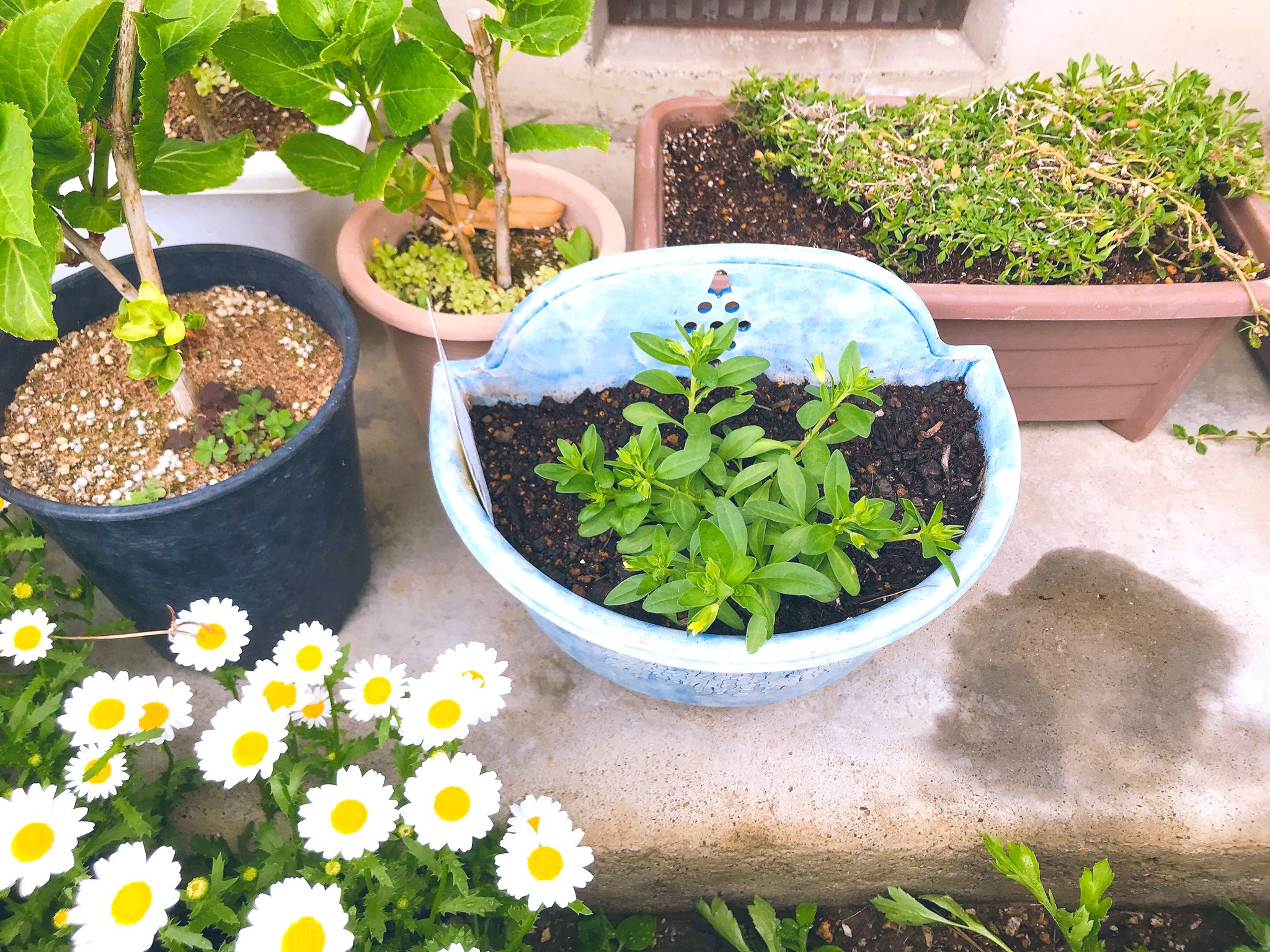 コンキュート ヒューケラの花が上がってきました これからの季節にむけてカリブラコアのレモンスライスを植えてみました 黄色と白のシマシマが爽やかで２年くらいずっと育ててみたかったのでこれからが楽しみです T Co Lz8e3fuzmf Twitter