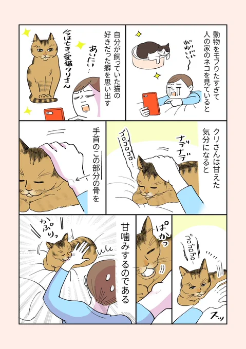 【猫のクリさんのクセの話】
気立ての良い、今は亡き愛猫の話です。
よければ皆さんの愛猫さんの癖もリプライで教えてください? 