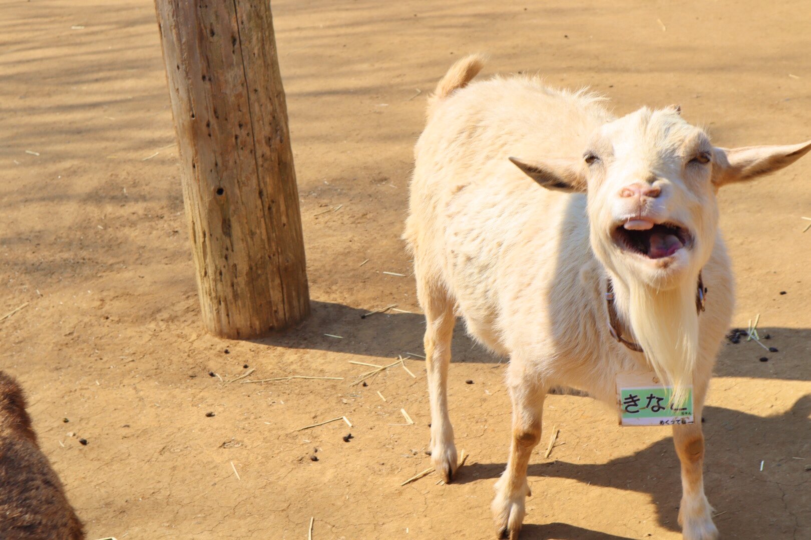 大きな口 Twitter Search Twitter