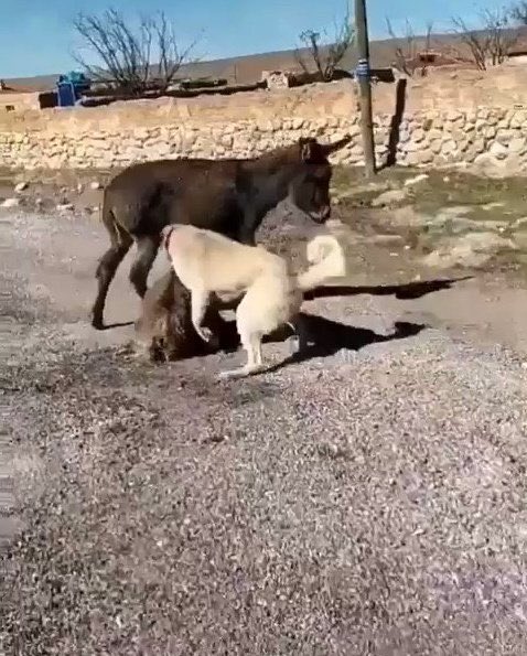 Tırnağını yaratmaya gücümüz yetmezken, bu masum yavruya yapılan canilik nedir? Lütfen 
zalimin zulmü cezasız kalmasın.
Hayvan deyip geçmeyin. Şu yavrunun hakkını savunup hesabını soramazsak, o hesap sonunda bizden de sorulacaktır buna emin olun.
#BeratKayaTutuklansın