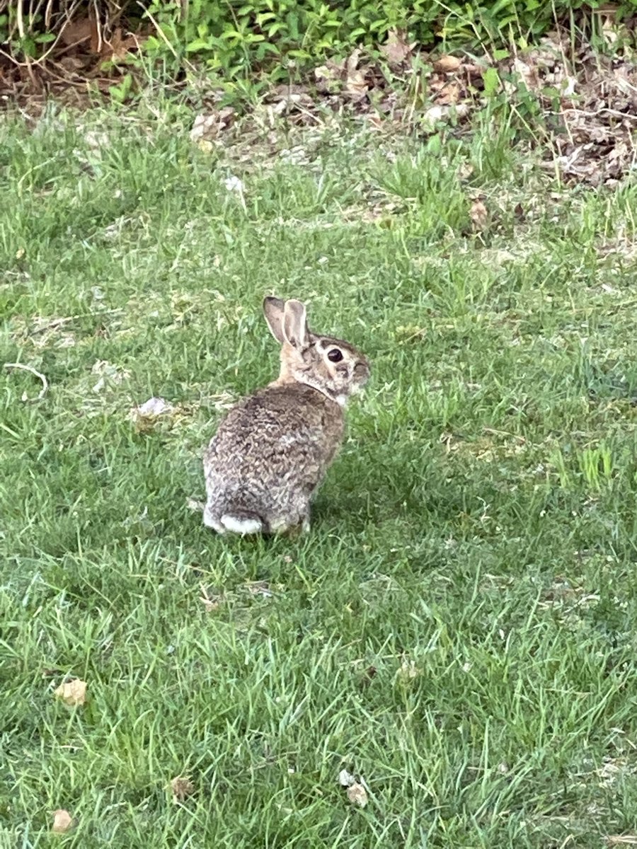 RsrchRabbit's tweet photo. Spring is here! 🌻Which means more rabbits outdoors. You’ll also see more of ResearchRabbit in months to come as we work hard on improving #litsearch, supporting #COVID19 research, and finding cool opportunities for the research community! @past3amsquad https://t.co/jQAlpRgE9A