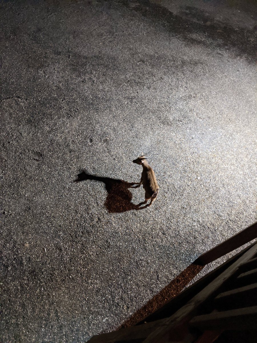 danielcormier's tweet image. Alright, who's missing a goat?