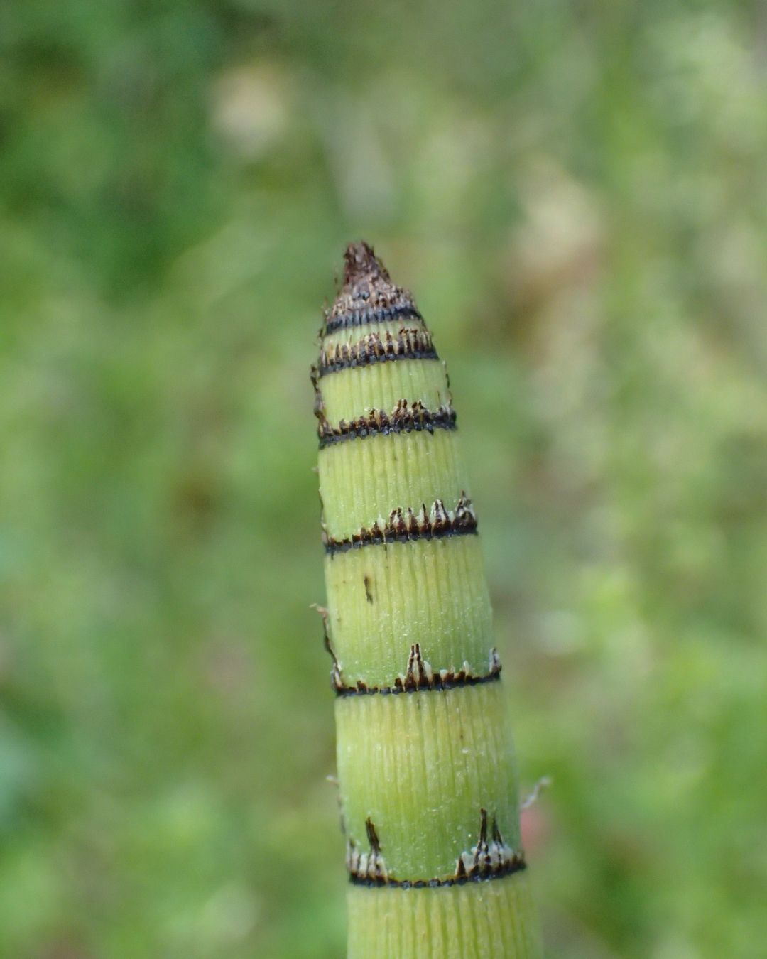 ট ইট র Biome バイオーム 公式 トクサ シダ植物門トクサ科の植物です 野火に耐えるために 耐火性のあるケイ酸を蓄積していると考えられています 植物 Plants 奈良 Nara