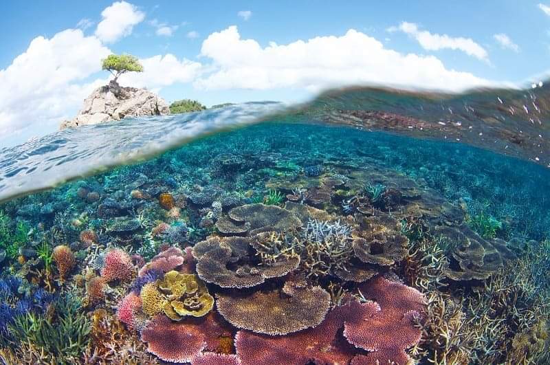 TravelJimat's tweet photo. Pulau Balambangan, Kudat - Sabah Hidden Paradise. Tidak ramai yang pernah sampai ke sini. Pantai panjang memutih ibarat di Bali, air biru jernih ibarat di Maldives, bukit dengan rumput menghijau ibarat di Bukit Broga, dengan lebih 20 gua batu kapur yang unik https://t.co/8rnuxUQ1om