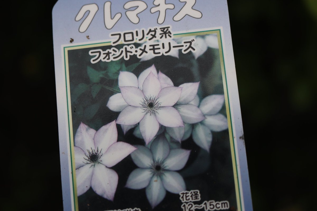 ちゃっぴー クレマチス9 ラベルにはフォンドメモリーズ 確かに注文しました 咲いた花は これ 多分ビエネッタだよね 素敵な品種なのでいいけど ガーデニング クレマチス フォンドメモリーズ ビエネッタ ちゃっぴー クレマチス9 ラベルにはフォンドメモリーズ 確かに注文しました 咲いた花は これ 多分ビエネッタだよね 素敵な品種なのでいいけど ガーデニング クレマチス フォンドメモリーズ ビエネッタ