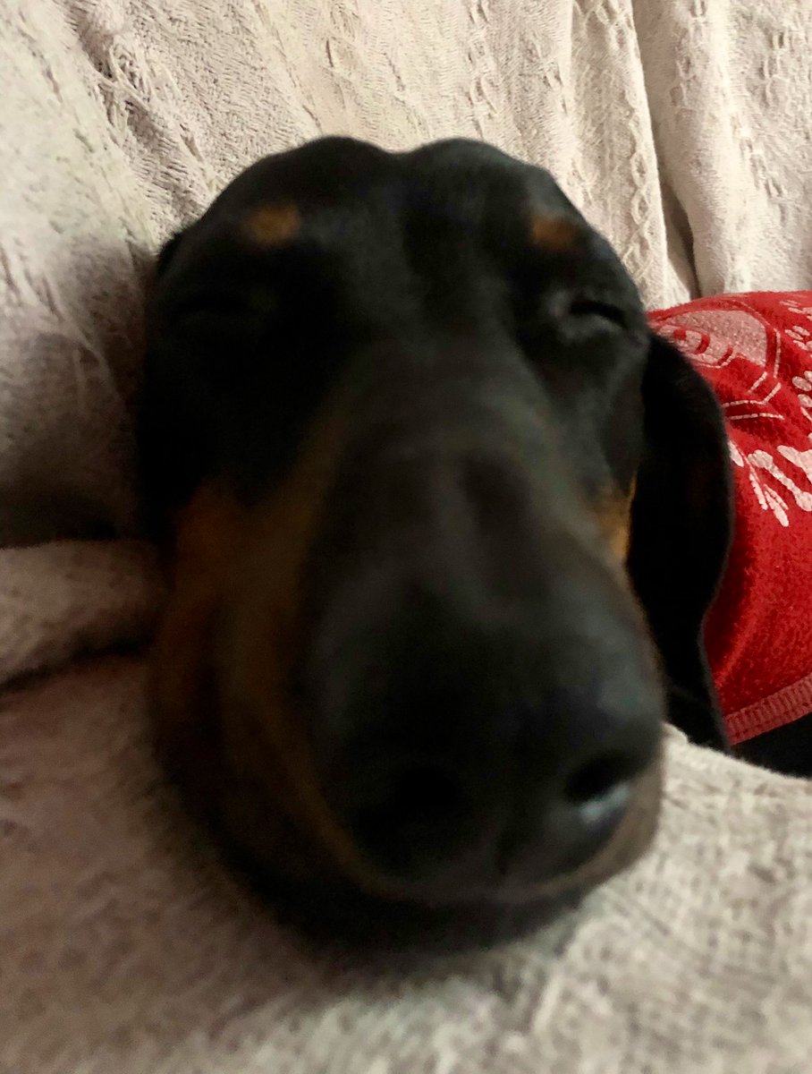 marceloalderete's tweet image. #snootaboop from Felipe dreaming!