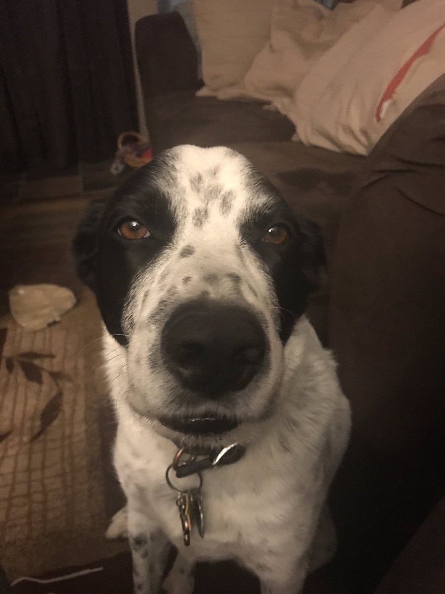 HigginsnRoxy1's tweet photo. My mug shots, but I keep telling hooDad I’m innocent. https://t.co/qzpkEcjx3b