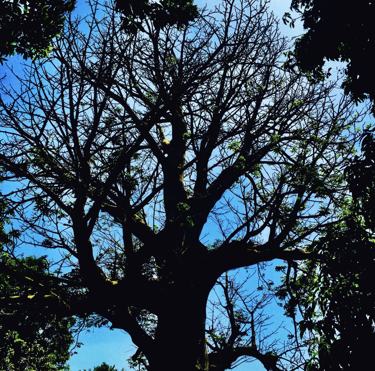 Ebrimasanneh (@ebrimas71927220) on Twitter photo 