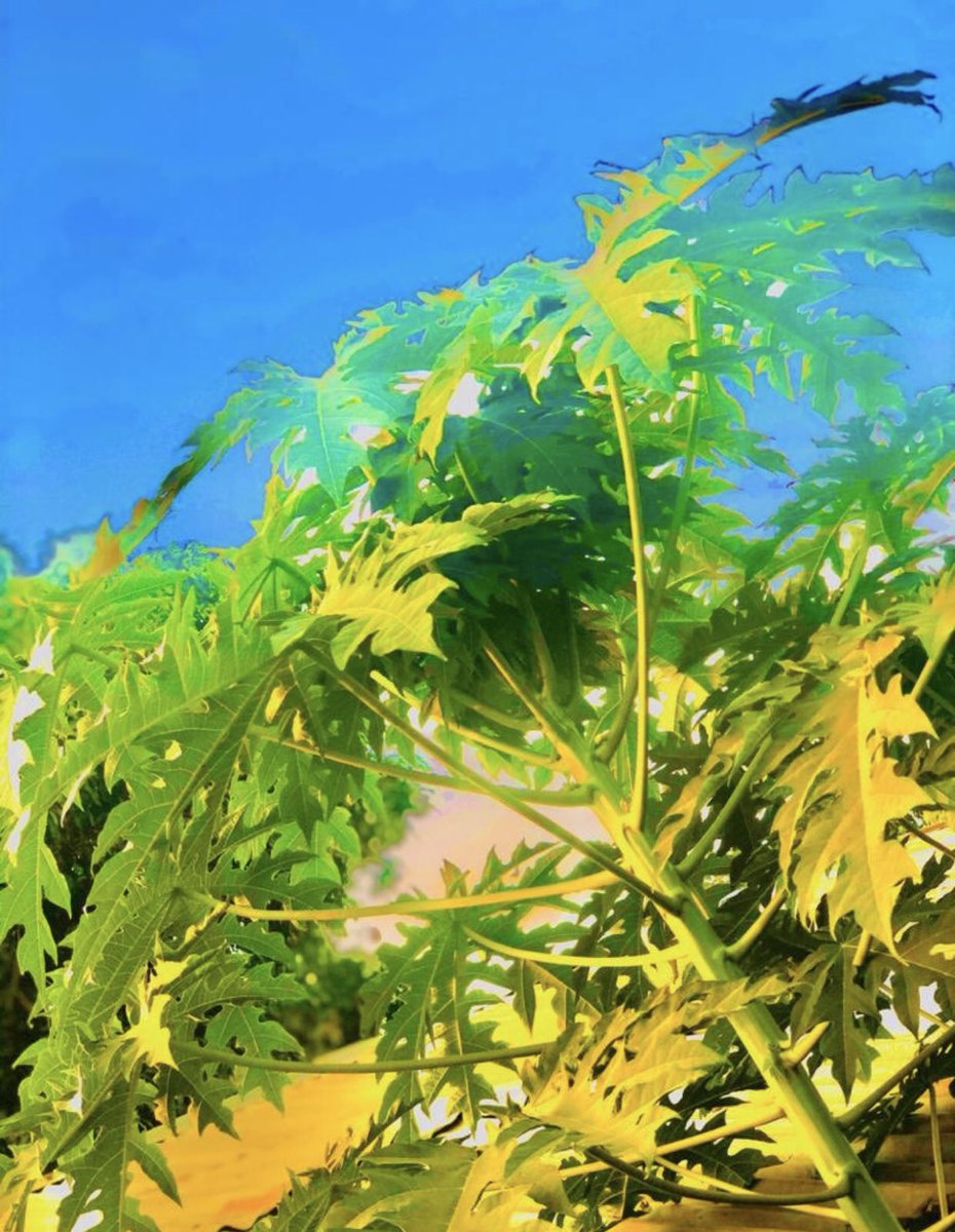 Ebrimasanneh (@ebrimas71927220) on Twitter photo 