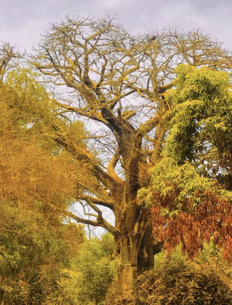 Ebrimasanneh (@ebrimas71927220) on Twitter photo 