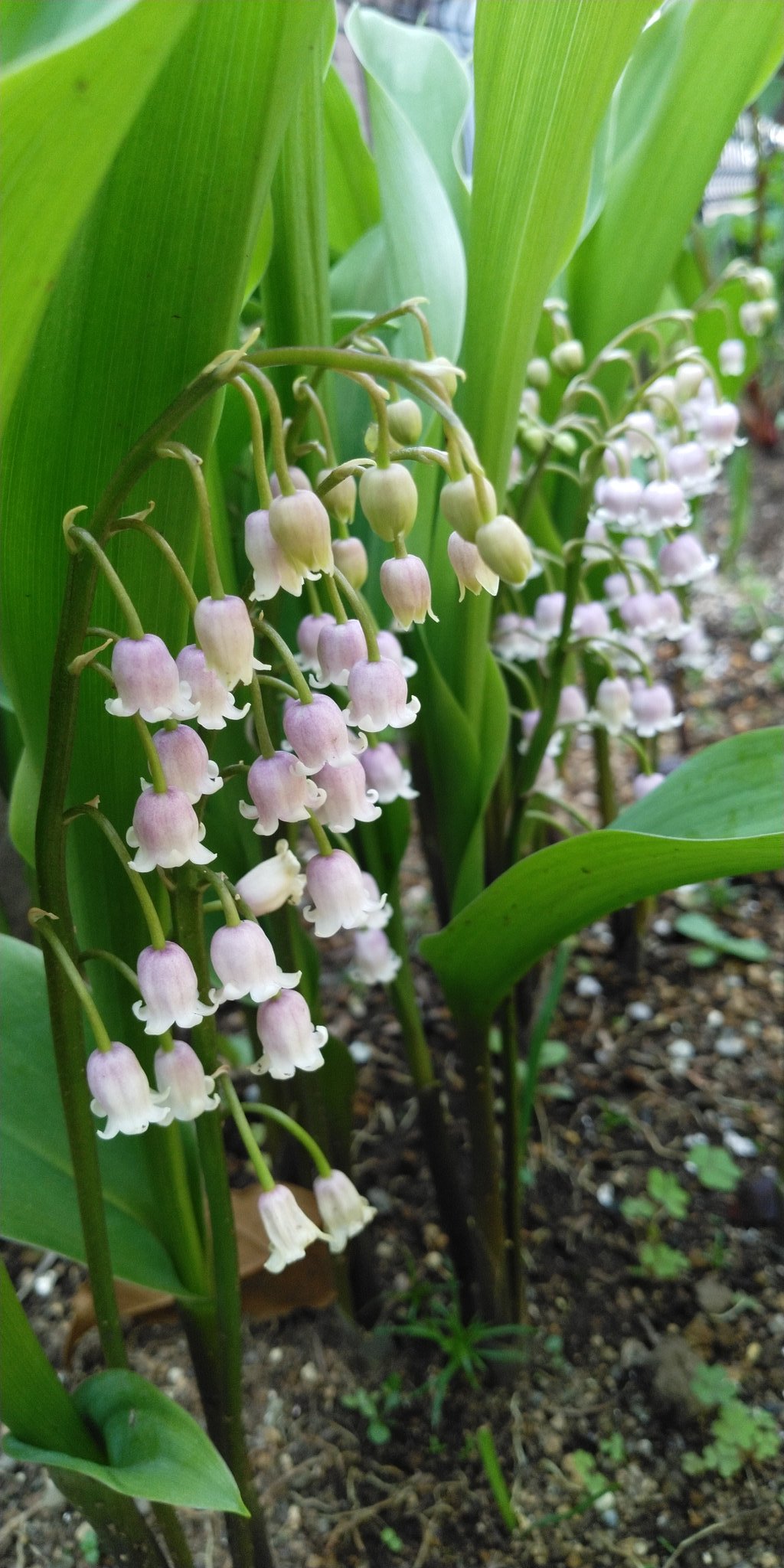 ミント 庭の花 日陰の場所にスミレやスズランを植えてる スズランは白とピンクを植えたけどピンクが強い 今年は群生してる ピンクスズランの中に白スズランを見つけてホッとした スズラン ピンクスズラン ガーデニング T Co Lmfbhucwub