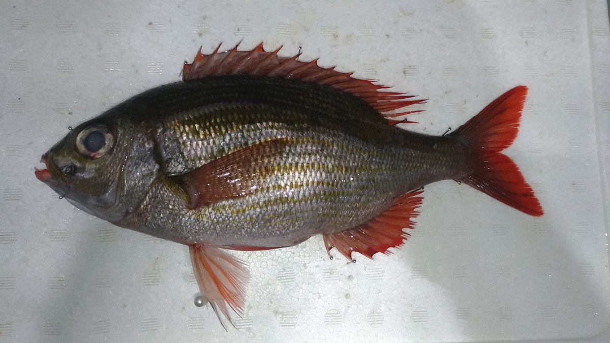 夢海 410魚種食べた人 メイチダイ属 フエフキダイ科です ノコギリダイもフエフキダイ科に属しているのでそれほど遠い種ではないですね ノコギリダイはこんな感じです