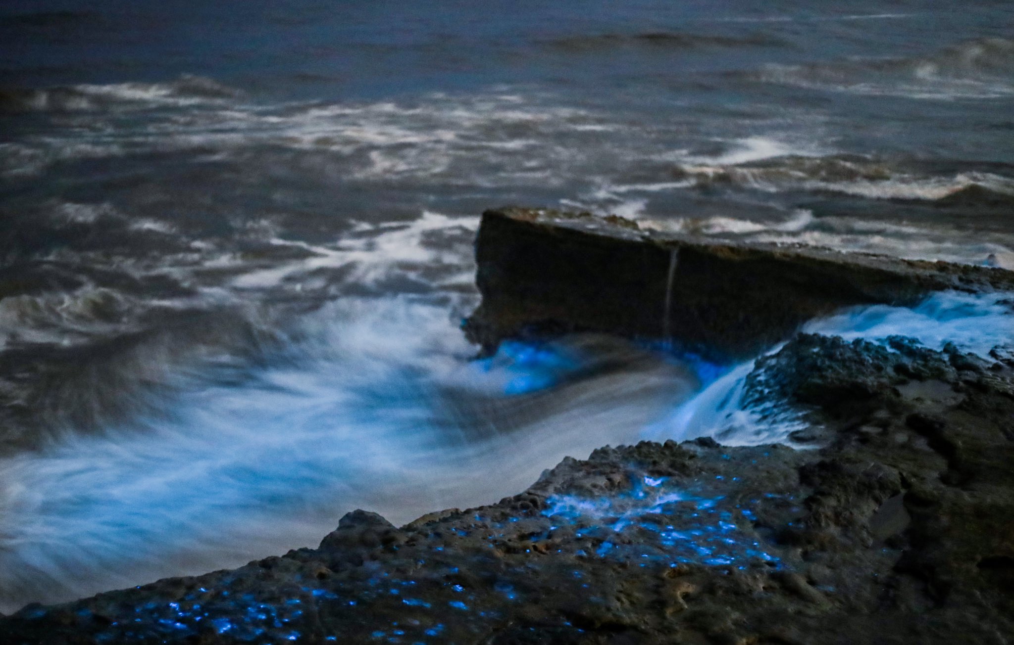 CHAT Bioluminescence brings glowing neon waves to surfers in Southern