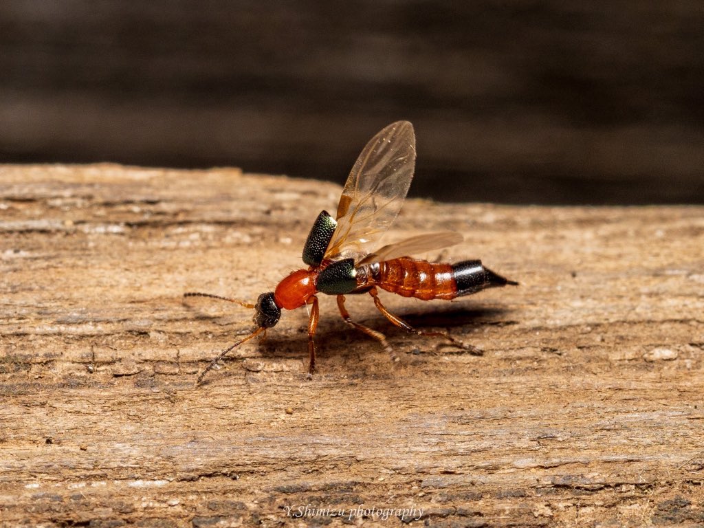 しみず 虫撮る人 アオバアリガタハネカクシはペデリンという毒を持ち うっかり肌の上で潰してしまうと火傷のような症状になって 危険です 美しい虫なので 観察するだけにしましょう 昆虫 昆虫写真 キリトリセカイ 東京カメラ部 ファインダー越し しみず 虫撮る人 アオバアリガタハネカクシはペデリンという毒を持ち うっかり肌の上で潰してしまうと火傷のような症状になって 危険です 美しい虫なので 観察するだけにしましょう 昆虫 昆虫写真 キリトリセカイ 東京カメラ部 ファインダー越し
