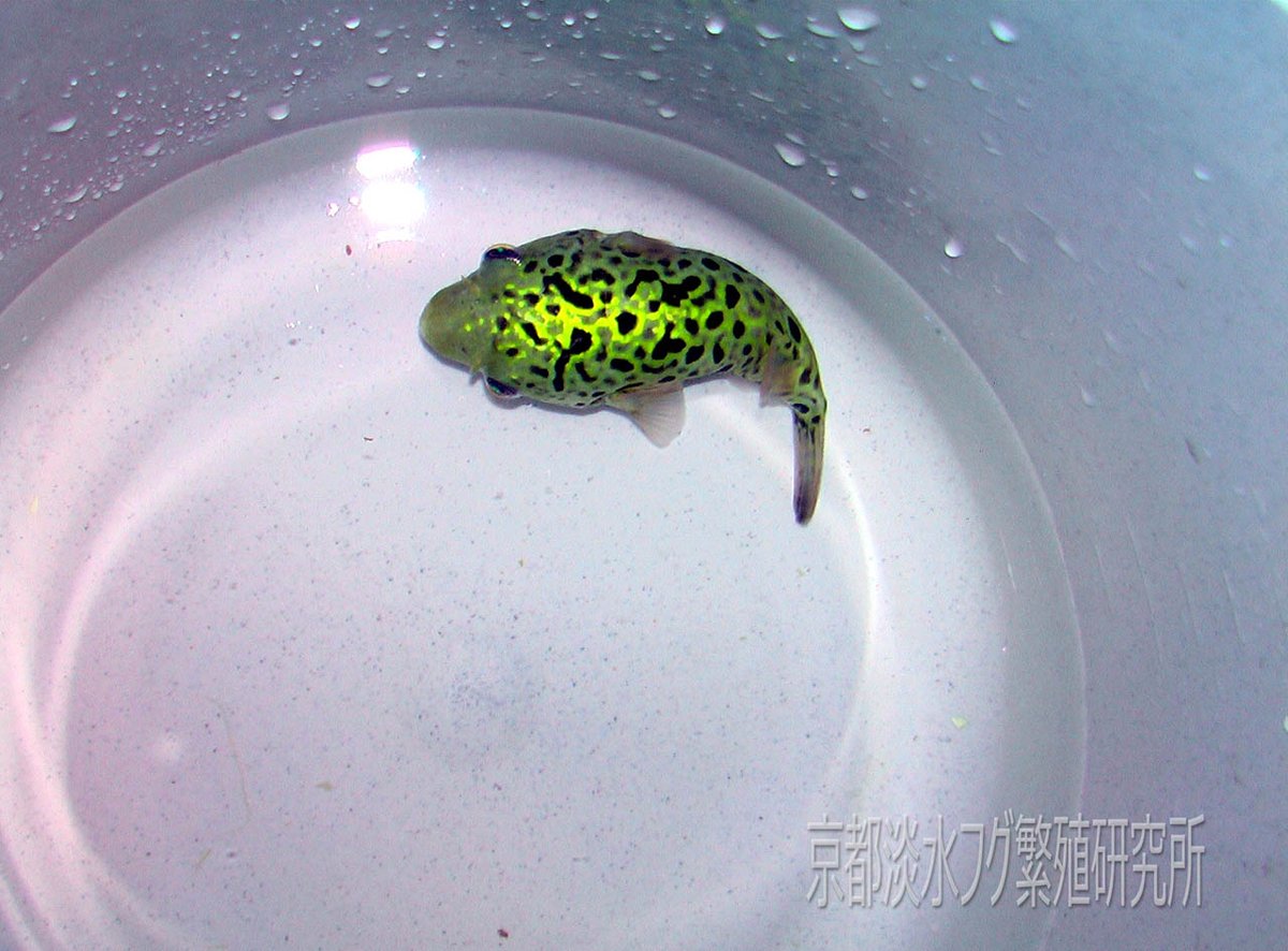 京都淡水フグ繁殖研究所 現地でミドリフグを見たことあるけど 本当に背中の蛍光色が鮮やかで 川の中でホタルが泳いでいるように見える 動画でも撮影してたんだけどそのテープ マレーシア航空機で盗難されちゃった 京都淡水フグ繁殖研究所 現地でミドリフグを見たことあるけど 本当に背中の蛍光色が鮮やかで 川の中でホタルが泳いでいるように見える 動画でも撮影してたんだけどそのテープ マレーシア航空機で盗難されちゃった