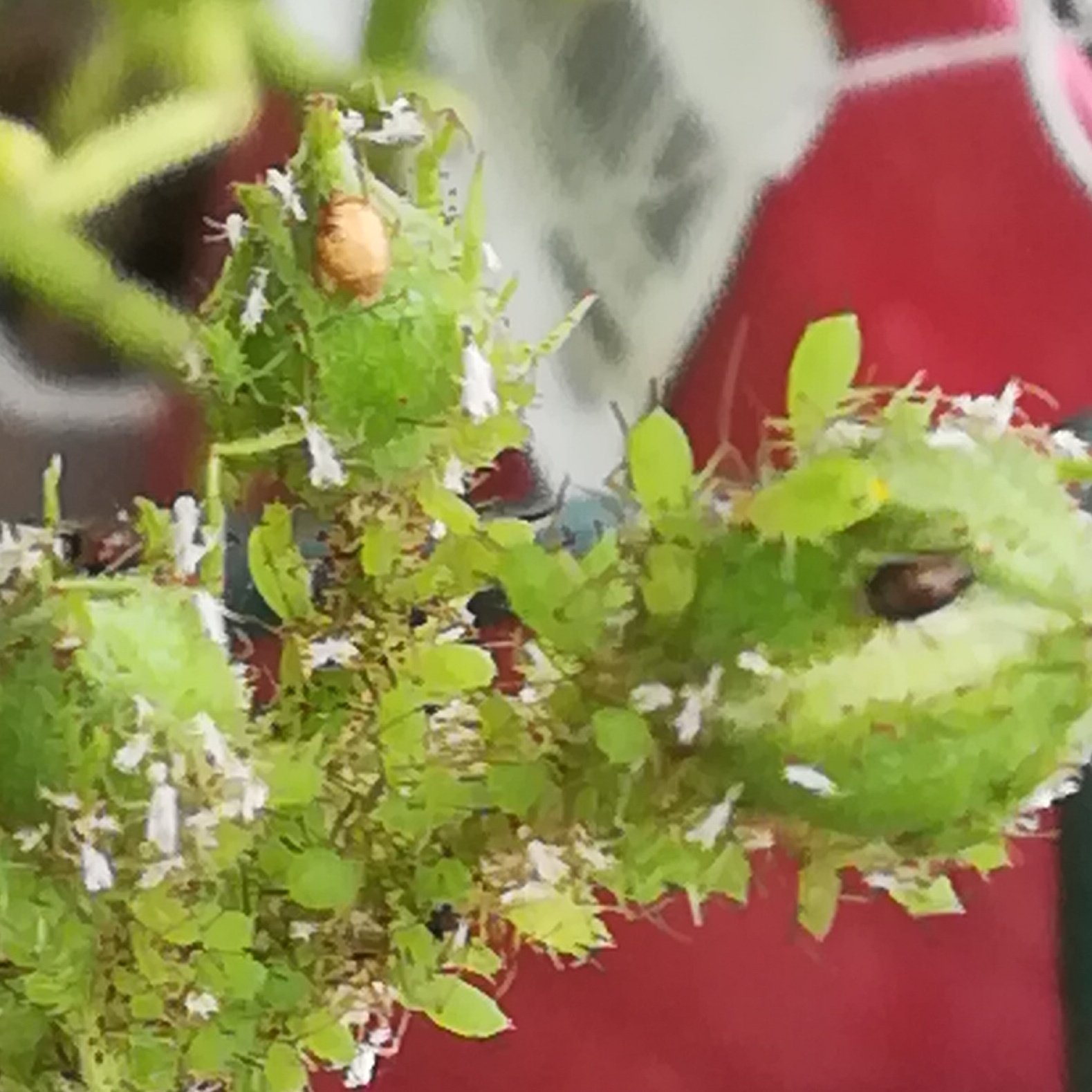 美穂 アブラムシのマミー 茶色のミイラ らしいです アブラハチの仲間が産卵した後こうなるそうです 親ハチが産卵してたんですが スマホを取りに行ってる間に居なくなってしまいました アブラムシ アブラバチ アブラムシ寄生蜂 T Co