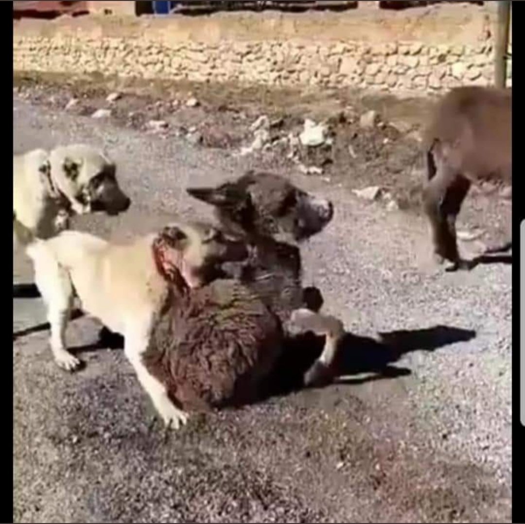 İnsan Merhamettir! Bu Caniliģin İnsan Olmakla İlgisi Var mıdır! Şu Allahın Yarattığı Masumu Sahipsiz mi Sanırsınız! Can Demek Bir Size mi Mahsustur! Bu Dünyanın Adaletsizliğine Sığınıpta Yanılmayın! Hesaba Çok Uzak Sayılmazsınız!#BeratKayaTutuklansın