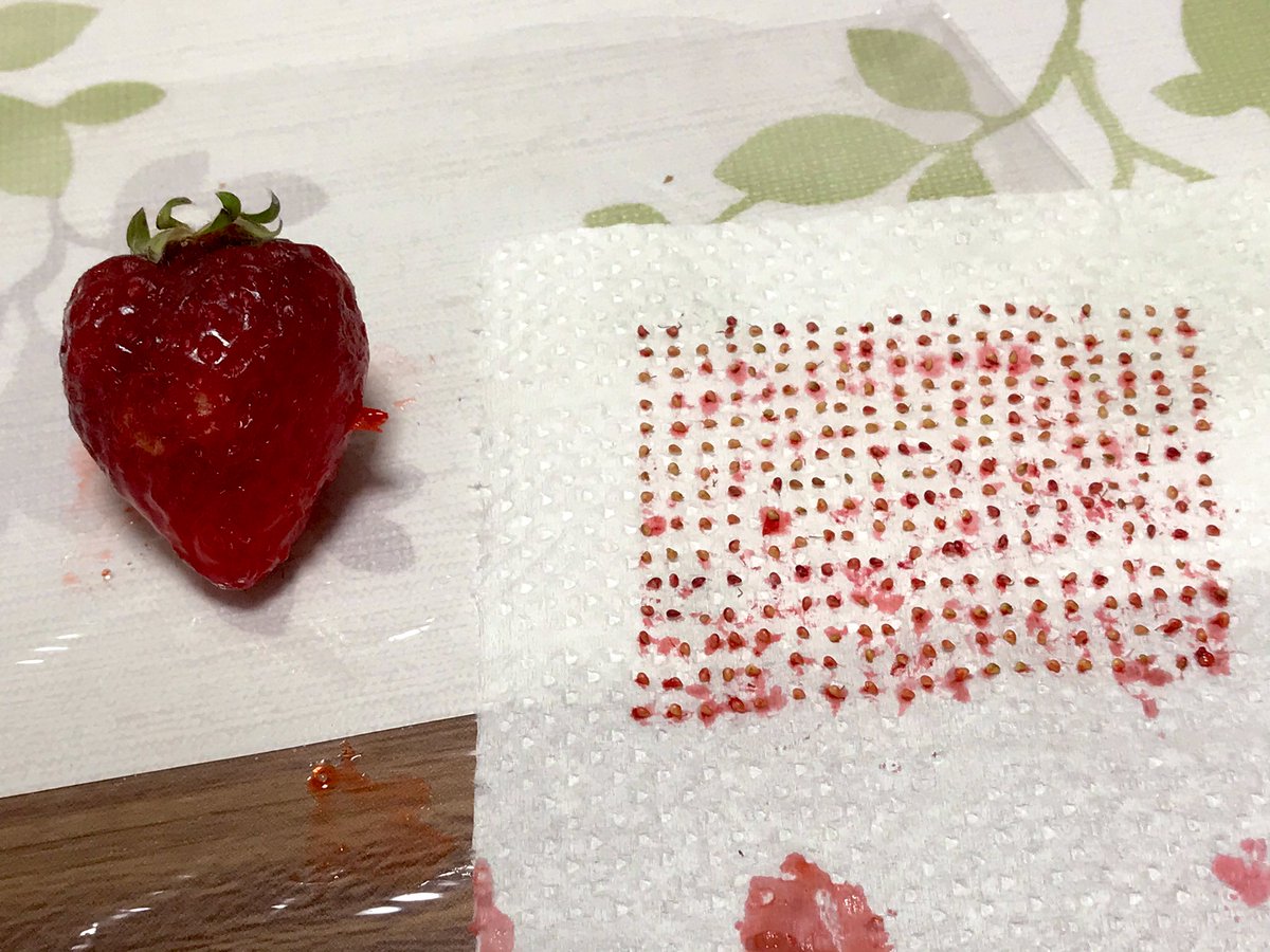 いちごのツブログ いちごのツブログ