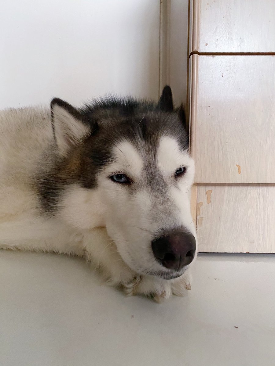 chooooooochoo's tweet photo. HOW ARE YOU SOOOOO CUTE YOU THIS SLEEPY FATSKY https://t.co/F4CHM38m9u