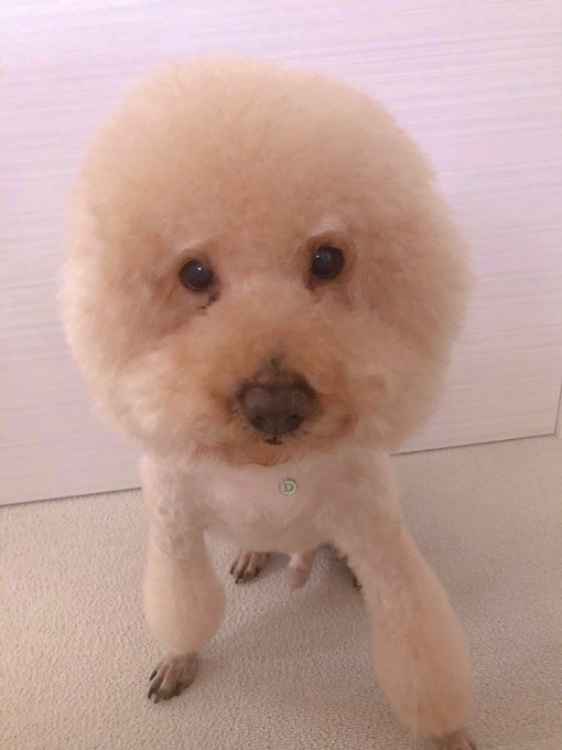 まんまる完成(*&acute;꒳`*)♡ https://t.co/R8kyYAqcbC