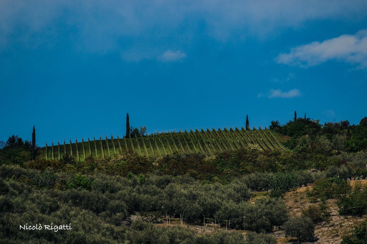NiCkRiga89's tweet photo. Se non cambiasse mai nulla, non ci sarebbero le farfalle.

#sky #agriculture #liker #shot #view #spring #countryside #photo #photooftheday #su #olive #green #place #mycity #trentino #italy #travel #nature https://t.co/HbiFdO3PIm