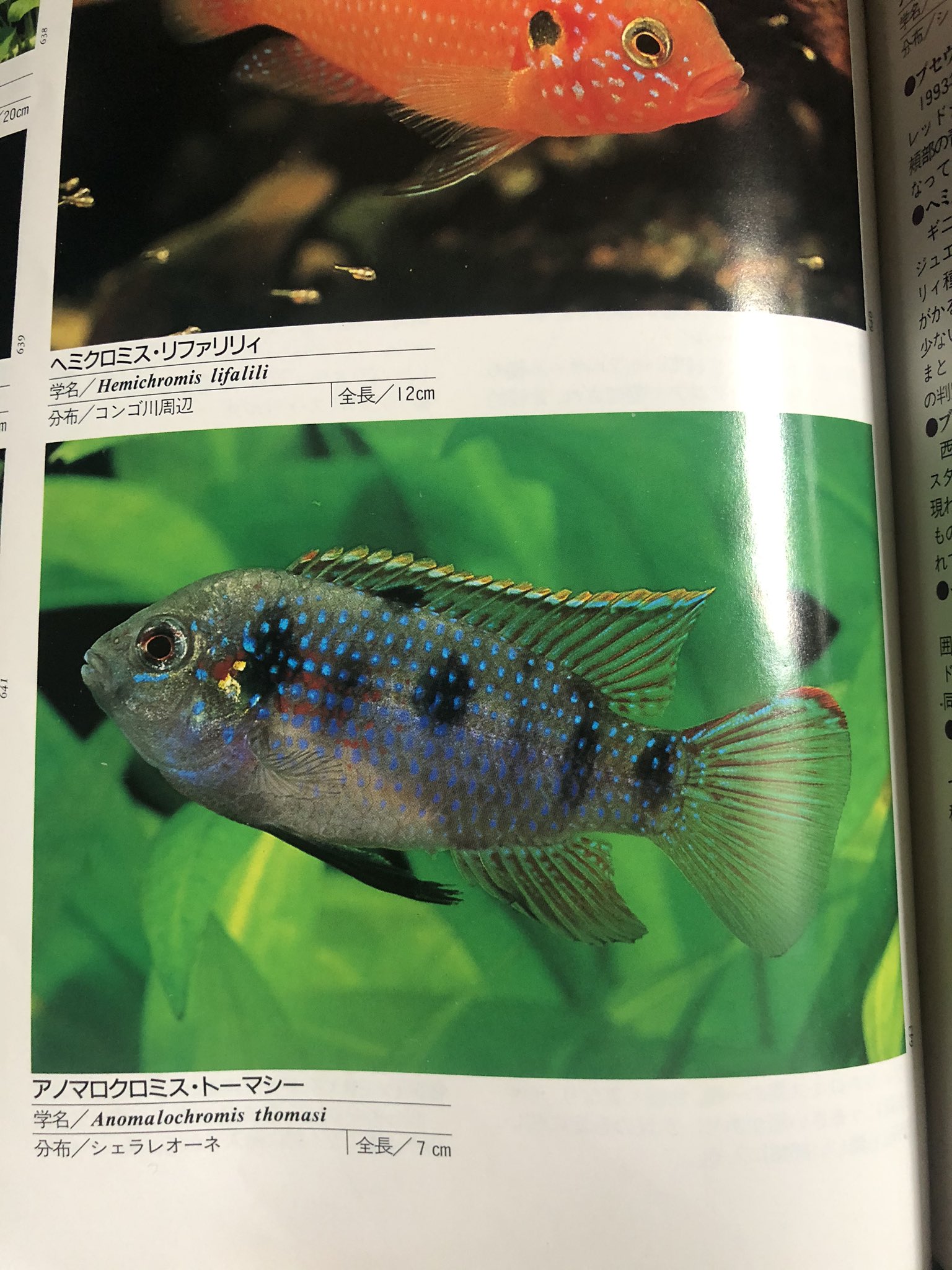 アノマロクロミス トーマシー Twitter Search Twitter