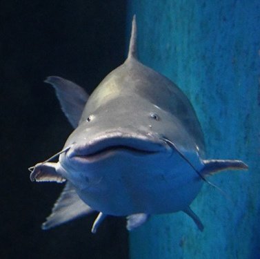 大アマゾン