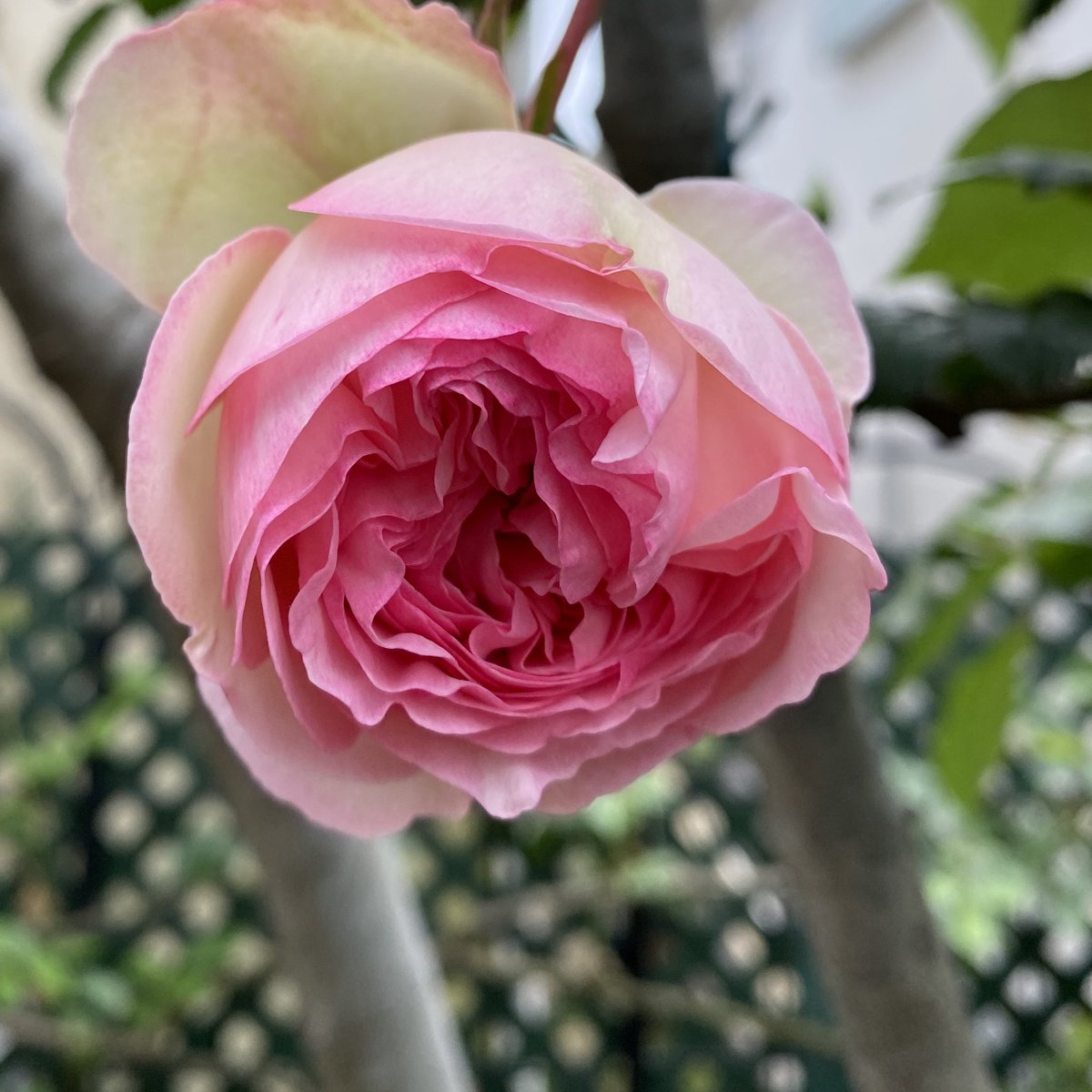 バラゾー Barazo67 Twitter