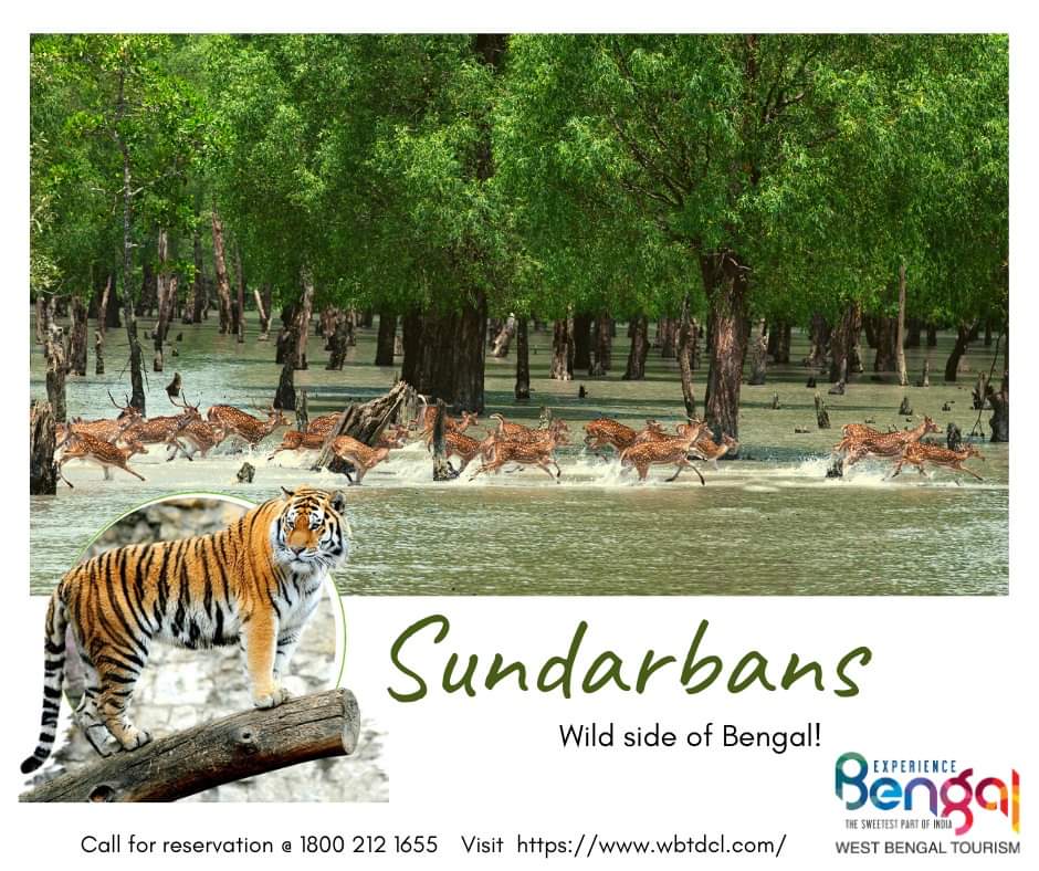 The wild beauty of the Sundarbans!

#experiencebengal #travelbengal #tourismbengal #stayinbengal #beautifulbengal #gobengal #bengalbeckons #wbtdcl #wbtdc #sundarbans