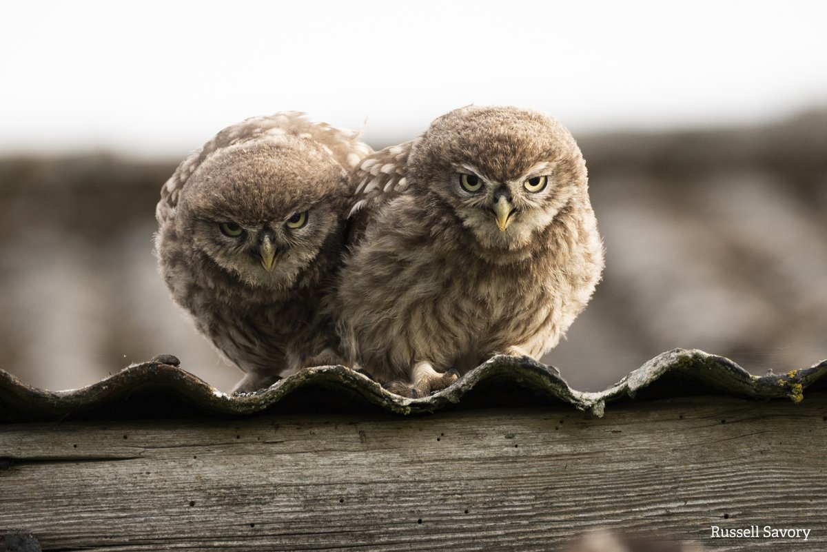 WildlifeTrusts's tweet photo. These two are definitely up to something... https://t.co/fjK6DGA8Iz