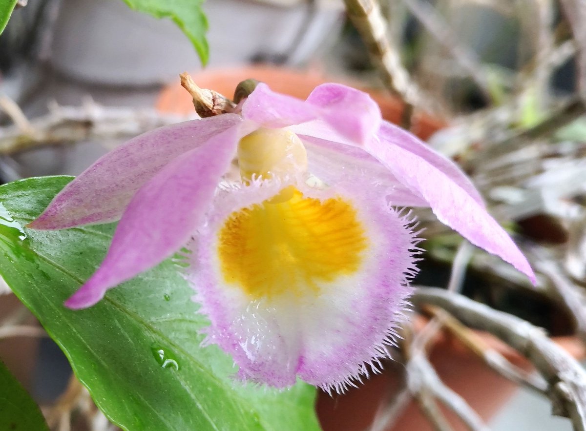 こころんグリーン Pa Twitter デンドロビュームの花が全開に開いています 薄いピンクの花びらがいっぱい開いています 中心部分の黄色い色が とても明るく輝いています デンドロビューム 花 薄いピンク 花びら 黄色 春 春の花 園芸品種 園芸