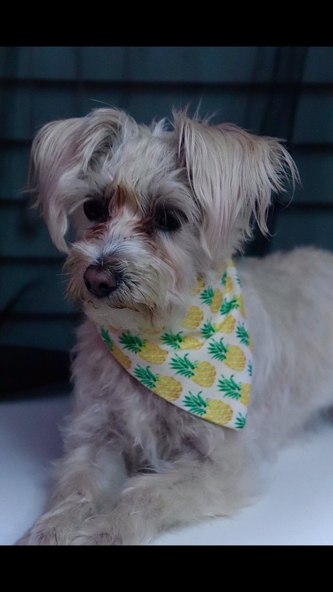 WoofQuackCo's tweet photo. Hey WoofQuackers! Sneak peak 👀
#dogbandannas #dogclothing #SmallBusiness https://t.co/AMEa2ymA6m