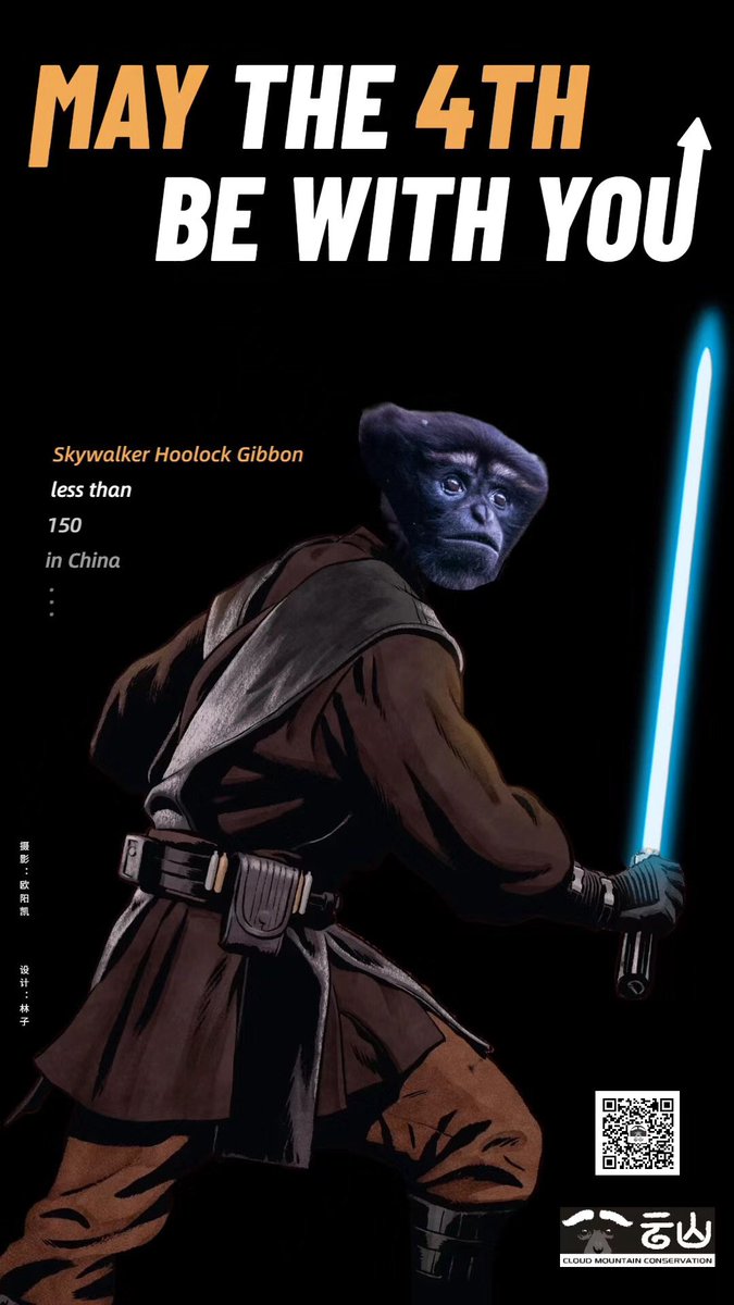May the 4th be with you - Skywalker Hoolock Gibbon