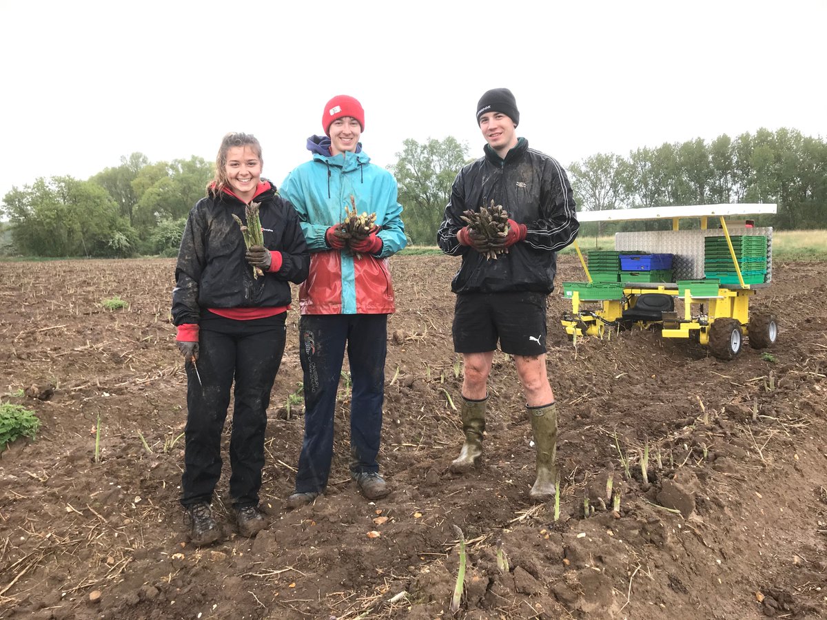 AshbyAsparagus's tweet photo. We would like to say a special thank you to all of the workers who have joined us for the asparagus harvest, especially during this challenging year. They've worked so hard but there's still more to come! 
#asparagus #ashbyasparagus #polebrook https://t.co/ks6Wwg6xtL