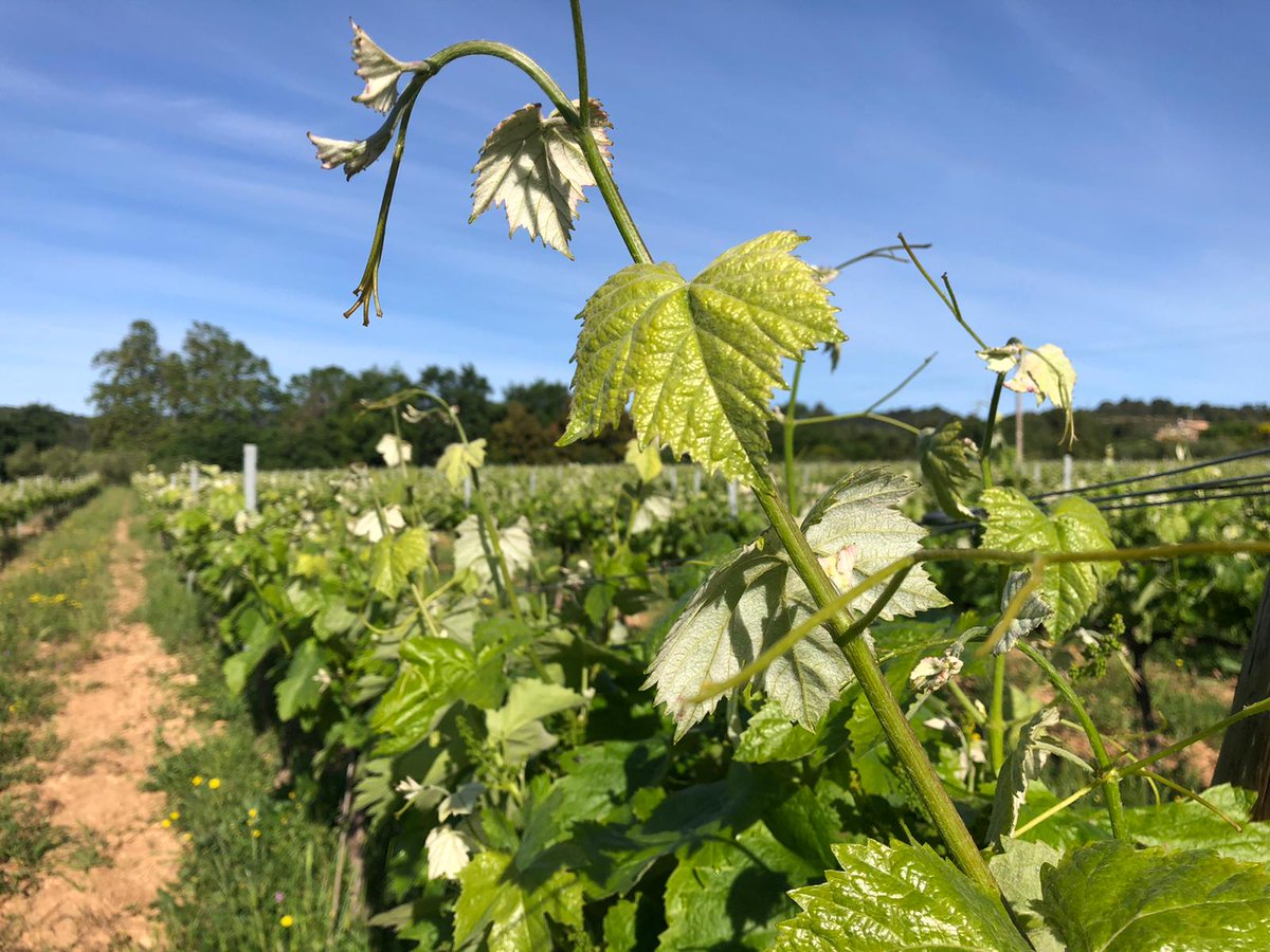 Pimecava tweet media