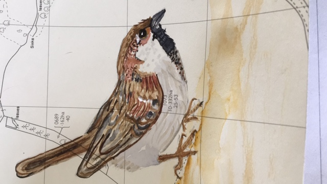 WigmoreAcademy's tweet photo. I have been busy painting the birds in my garden. Can you send in your art work please? Mrs Paton #wigmoreprimary #oakclass #keepcraftingandcarryon https://t.co/WvGTEJstQR