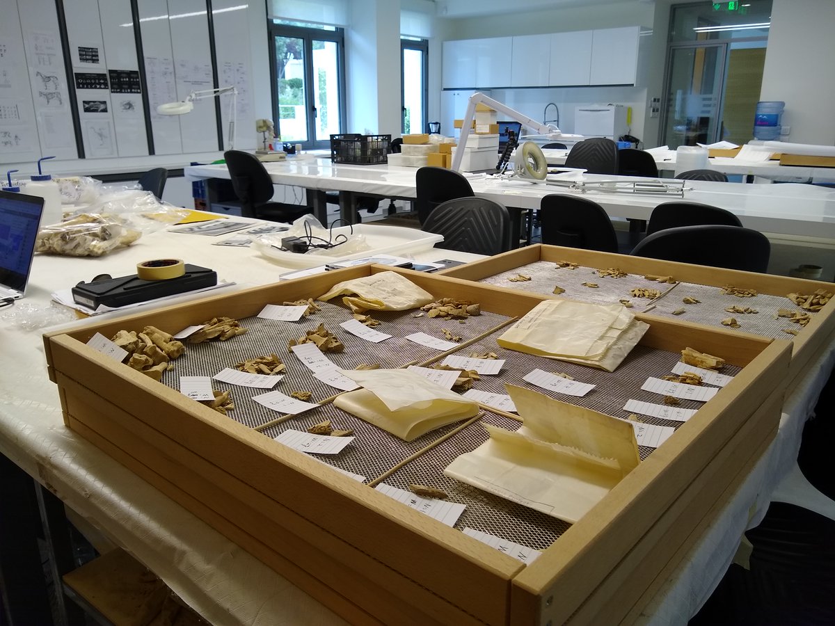FlintDibble's tweet photo. The super strict lockdown in Greece has ended, and I'm able to return to my archaeological animal bone research in the #WienerLab @ASCSAthens
It's so good to be back to finish my work and feel safe here in this lab
But I want to talk about how amazing the Greek people are
/1 https://t.co/Z5WcF9r2Xr