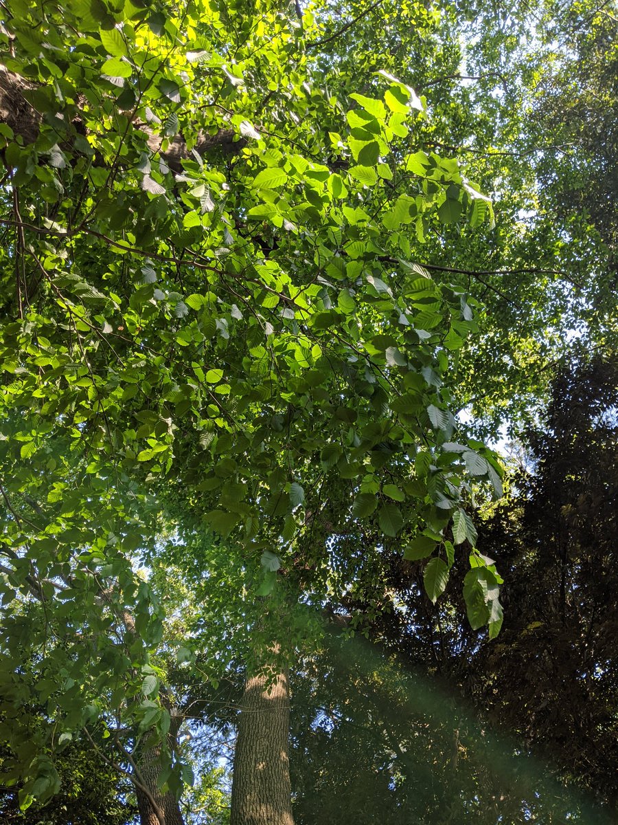 ぷっぷ1ごう 万年繁忙期 73 イヌシデ 葉っぱはケヤキとかに似てるけど 鋸歯がめっちゃ細かいのが特徴的 あとは樹皮も大ぶりな縦筋が入ってやや滑らかってのも決めてかな もうじきホップみたいなほわほわした可愛らしい花序をつけるんじゃないかな 花っ