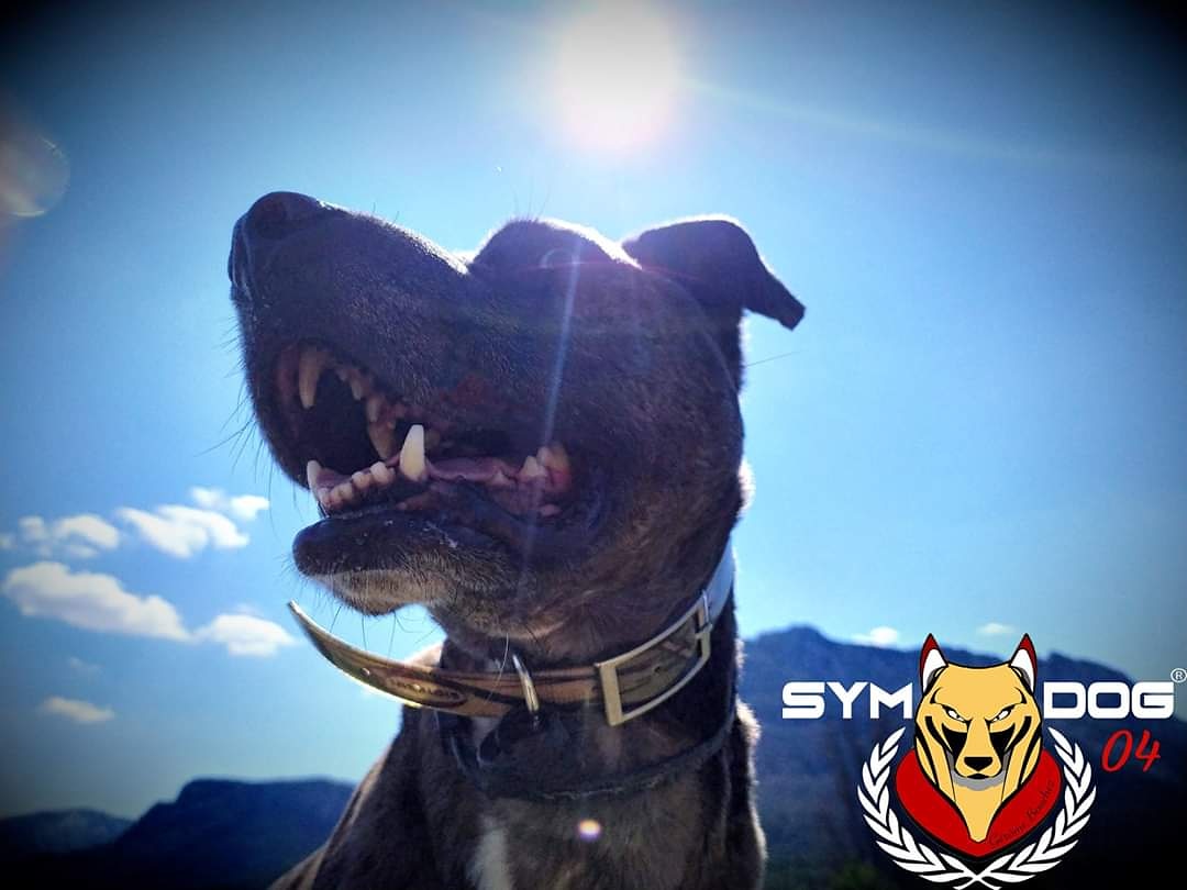 sym_dog_04's tweet photo. avoir un chien, il faut de la constance, de la détermination,de l'amour...
Qu'est ce qui nous permet d'offrir tout ça à nos chiens, et aux vôtres?
LA PASSION
#symdog #symdog04 #symdoglife #chien #educateurcanin #educationcanine #gorgesduverdon #alpesdehauteprovence #castellane https://t.co/2wBZb1kH5U