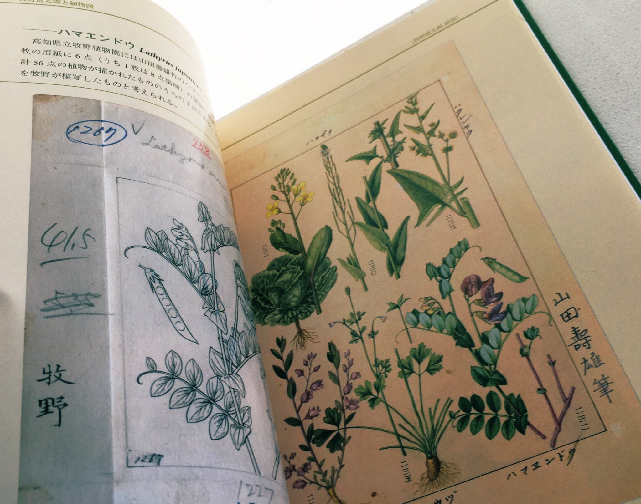 植物の本屋 草舟あんとす号 on X: 植物の本屋 草舟あんとす号 on X: