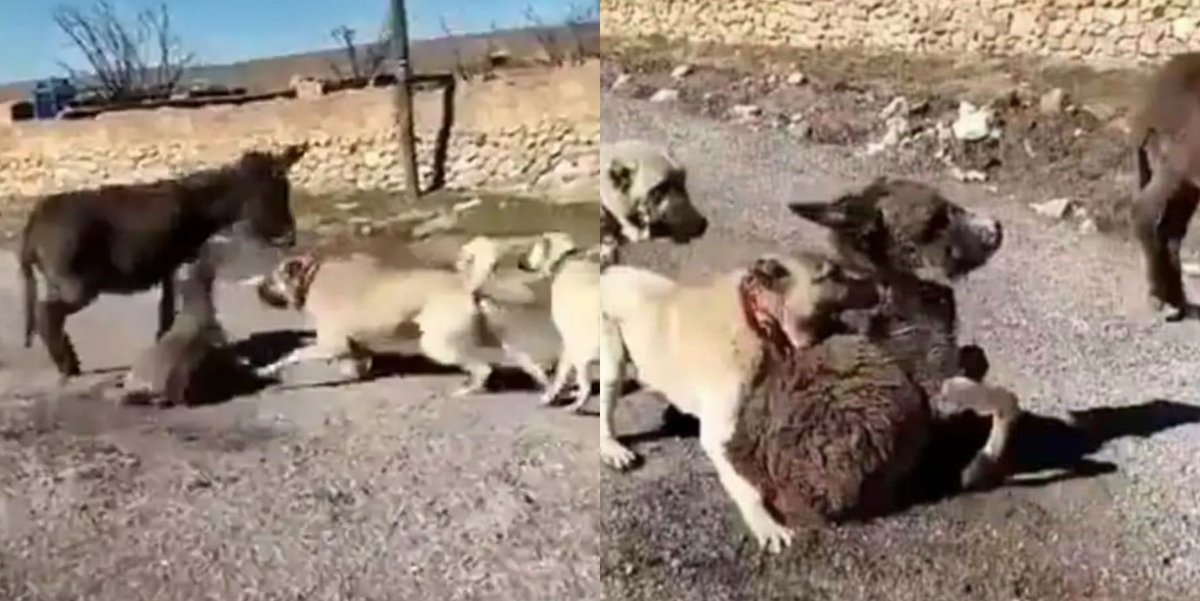 MehmetBerkErgin's tweet photo. Bu nasıl rezillik! Tiktok için eşek yavrusunu annesinin yanında köpeklere parçalatmak da nedir
:(((  Adliye sevk edildi şahıs. Takipçisiyiz. Talep gelirse avukat dostlarımızla yanında olacağız

#BeratKayaTutuklansın #hayvanasiddetsucsayilsin https://t.co/WYmuLKiIUD