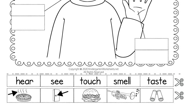 twitter kindergarten wsheets we just updated this free science worksheet kids can match the five senses with body parts and objects by completing a cut and paste activity you can download and
