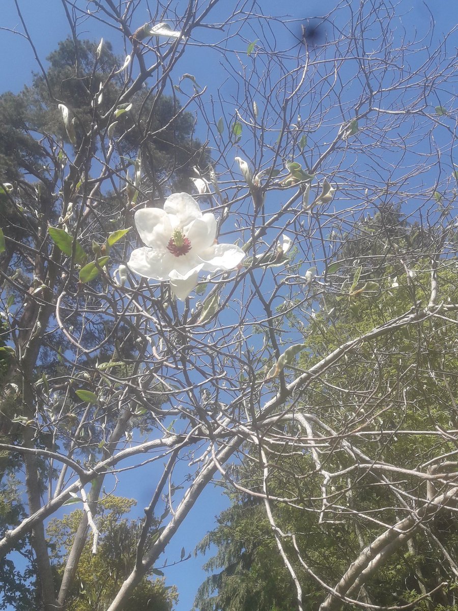 Magnolia Willsonii #fernhillparkandgardens