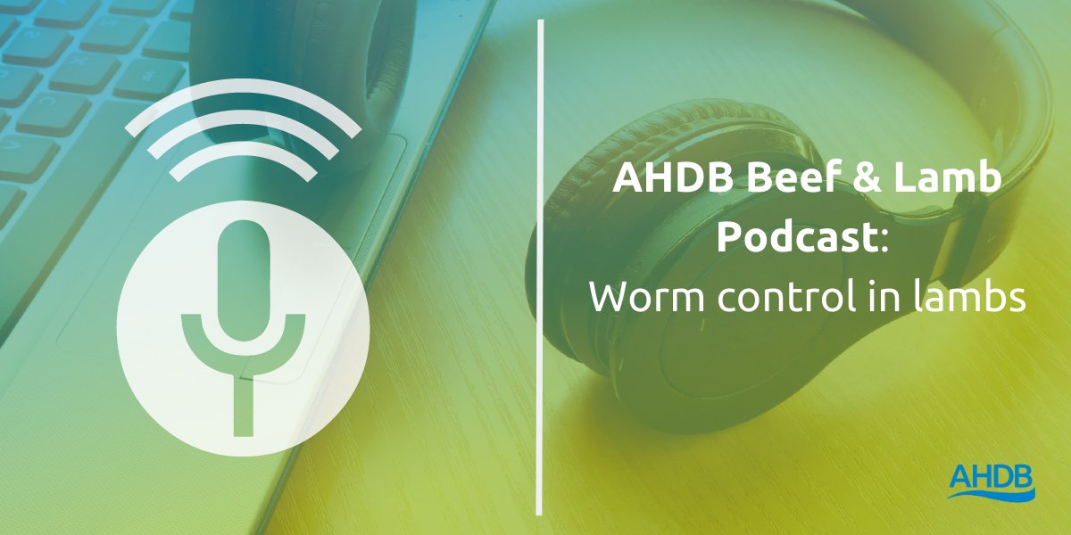 AHDB_BeefLamb's tweet photo. Check out our latest #podcast about worm control. Join Nerys Wright, knowledge exchange manager, as she chats to Chris Elkington, our 2019 Strategic Farmer & Hefin Rowlands, a farm animal SQP at Techion about worm control focusing on lambs. https://t.co/8hxLQ5d655 https://t.co/aXf2kFv3r0